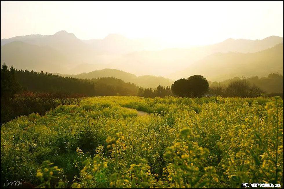 【春天,广西桂林灌阳县向您发出邀请!】长坪村油菜盛情花开 - 游山玩水 - 抚州生活社区 - 抚州28生活网 fuzhou.28life.com