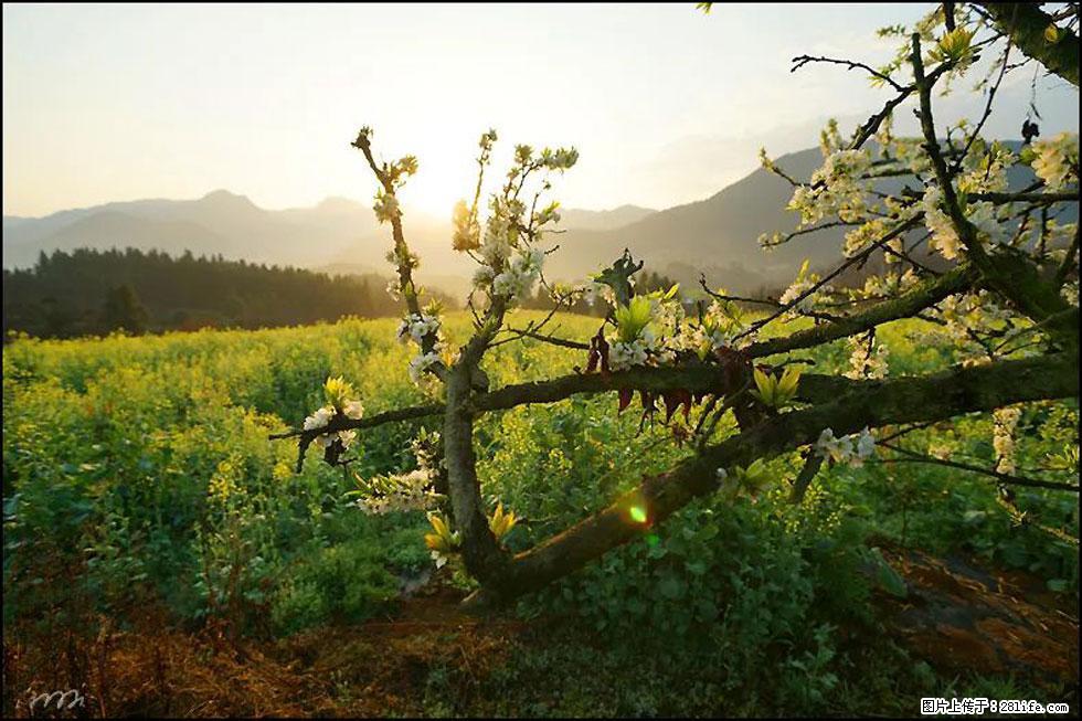 【春天,广西桂林灌阳县向您发出邀请!】长坪村油菜盛情花开 - 游山玩水 - 抚州生活社区 - 抚州28生活网 fuzhou.28life.com