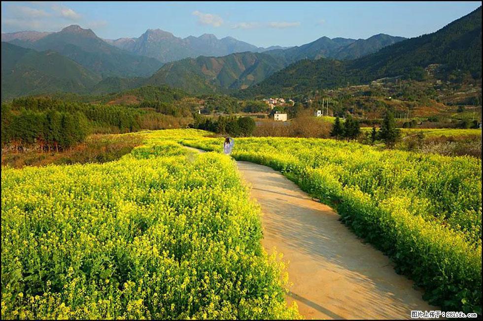 【春天,广西桂林灌阳县向您发出邀请!】长坪村油菜盛情花开 - 游山玩水 - 抚州生活社区 - 抚州28生活网 fuzhou.28life.com