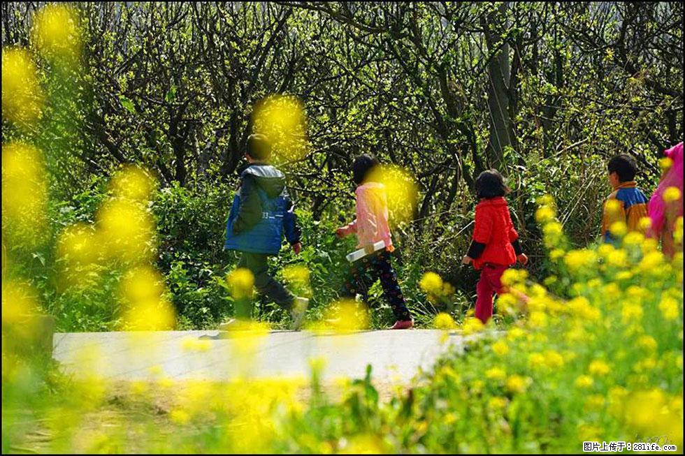 【春天,广西桂林灌阳县向您发出邀请!】长坪村油菜盛情花开 - 游山玩水 - 抚州生活社区 - 抚州28生活网 fuzhou.28life.com