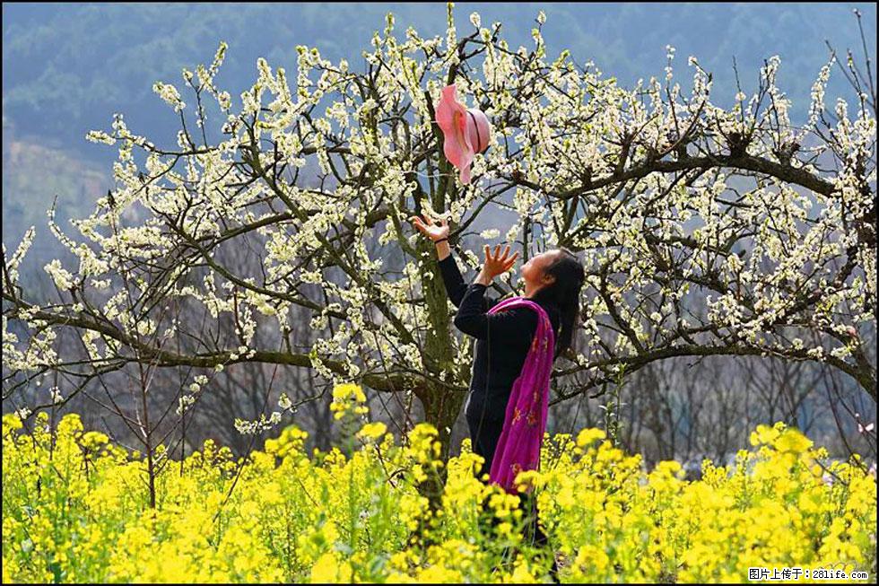 【春天,广西桂林灌阳县向您发出邀请!】长坪村油菜盛情花开 - 游山玩水 - 抚州生活社区 - 抚州28生活网 fuzhou.28life.com
