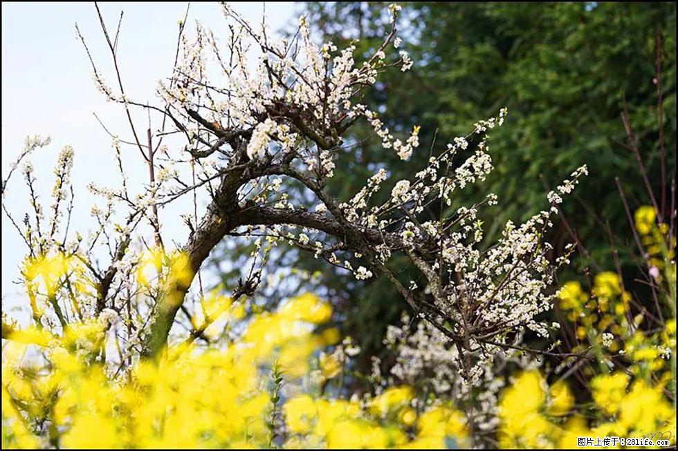 【春天,广西桂林灌阳县向您发出邀请!】长坪村油菜盛情花开 - 游山玩水 - 抚州生活社区 - 抚州28生活网 fuzhou.28life.com