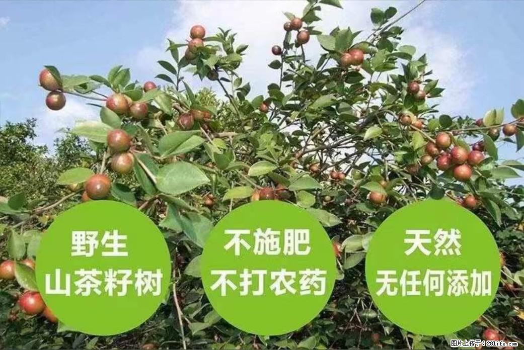 【灌阳县油茶产业示范区】一个有着充实的精神生活的人,对待身外之物自会有一种淡泊的态度 - 美食天地 - 抚州生活社区 - 抚州28生活网 fuzhou.28life.com