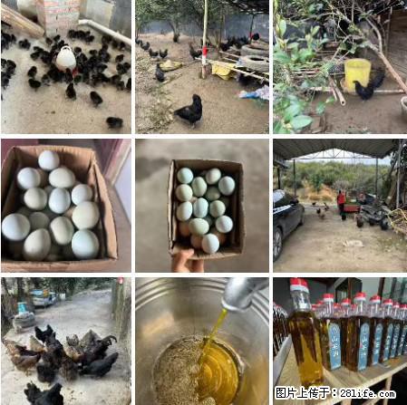 油茶园从小鸡仔开始养起的纯土鸡、土鸡蛋可以预定啦!还有前几天刚榨的纯山茶油哦 - 美食天地 - 抚州生活社区 - 抚州28生活网 fuzhou.28life.com