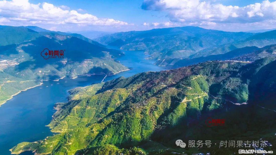 时间果百年古树龙珠普洱生茶 - 购物交流 - 抚州生活社区 - 抚州28生活网 fuzhou.28life.com