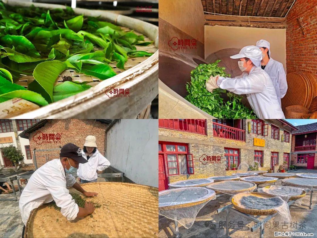 时间果百年古树龙珠普洱生茶 - 购物交流 - 抚州生活社区 - 抚州28生活网 fuzhou.28life.com