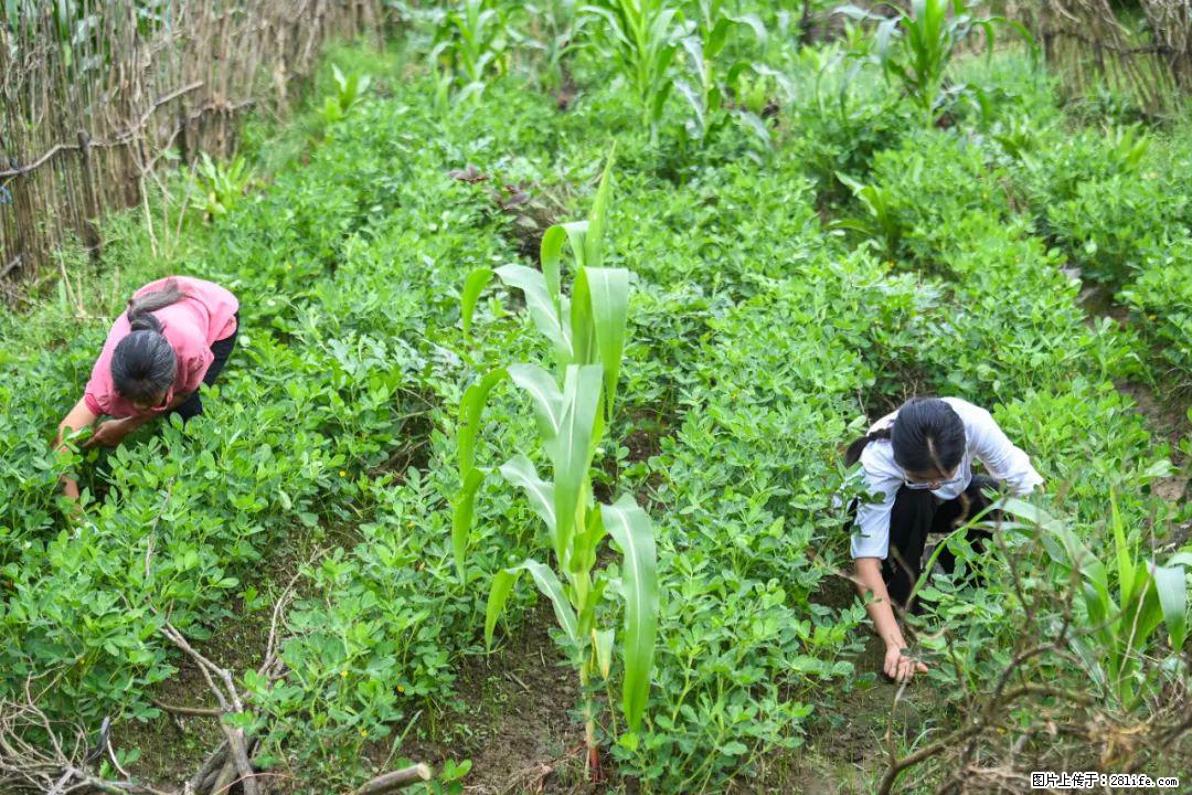 全网追的“扁担女孩”,找了一份暑假工,时薪12元 - 抚州生活资讯 - 抚州28生活网 fuzhou.28life.com