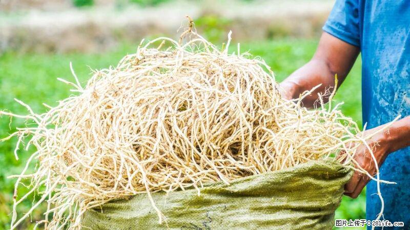 堪称“最难吃”的蔬菜，却是 “抗辐射神器”，还能护肺、清热、止咳化痰！ - 抚州生活资讯 - 抚州28生活网 fuzhou.28life.com