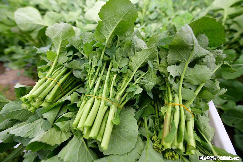 这些蔬菜是“天然钙片”,这6种被医生重点推荐 - 抚州生活资讯 - 抚州28生活网 fuzhou.28life.com